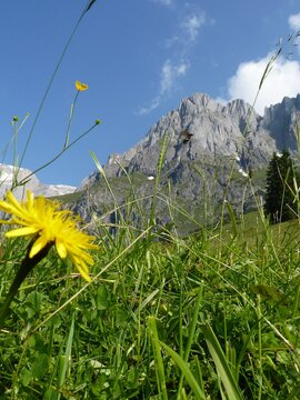 Löwenzahnblume auf Almwiese mit Bergpanorama Hochkönig