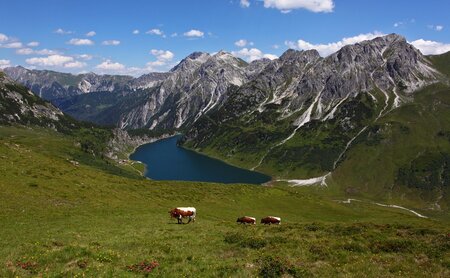 Ausblick mit Bergpanorama und Kühen auf den Tappenkarsee