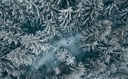 Drohnenaufnahme vom Wald im Winter